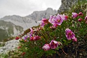 34 Rododendro cistino (Rhodothamnus chamaecistus) con Cornetto